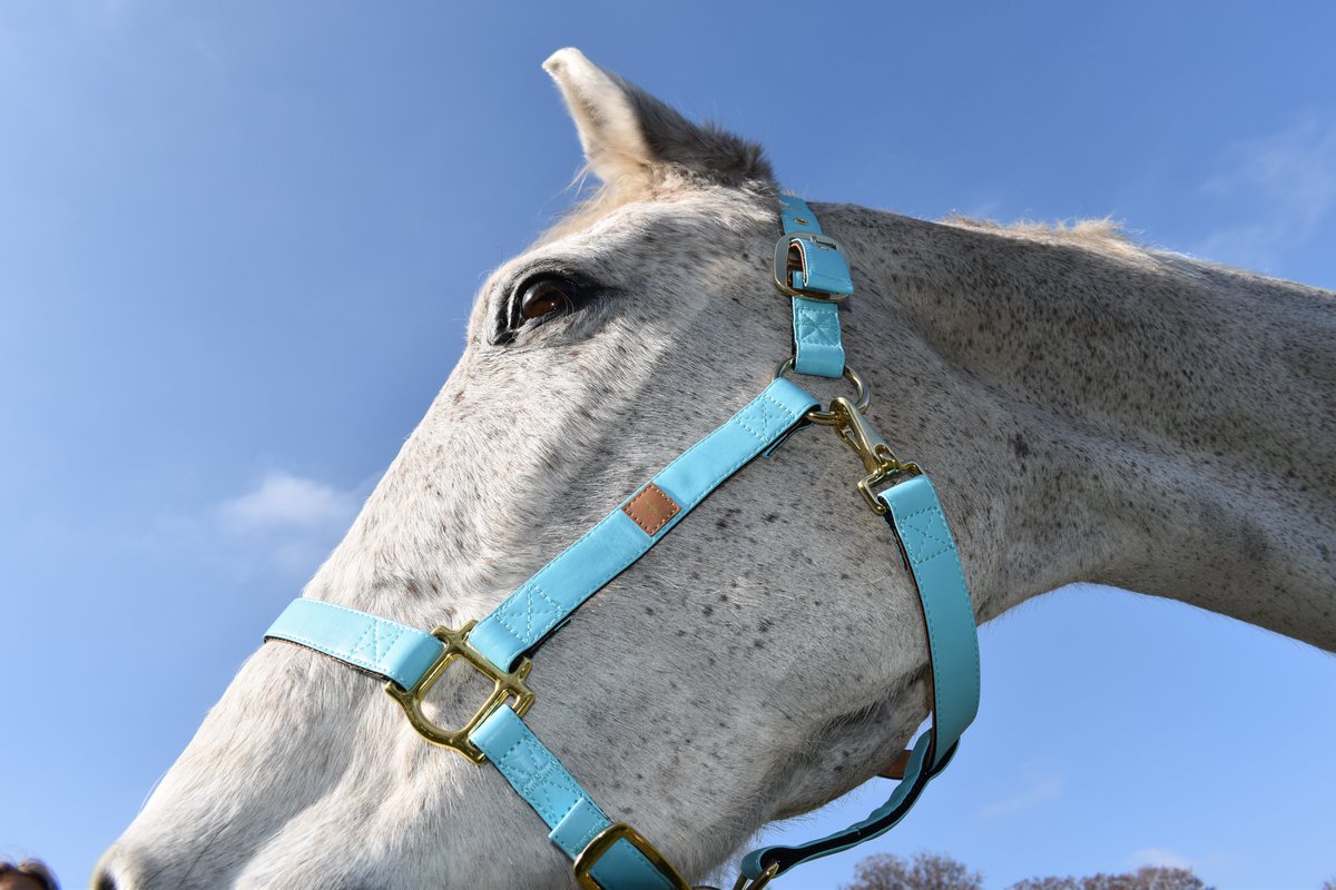 Finding beauty in every angle.❤️@elenagrout 

#friendshipcollar #friendshipcollarequine #equine #equinephotography #horse #horseriding #horses #horsesofinstagram #horselove #equinesofinstagram #equinelife #pony #love #friendship #lifestyle #explorepage #fyp #fashion #mare #pony