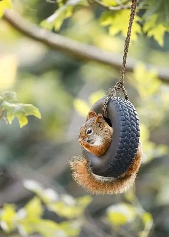 So funny squirrel baby ❤️🐿️