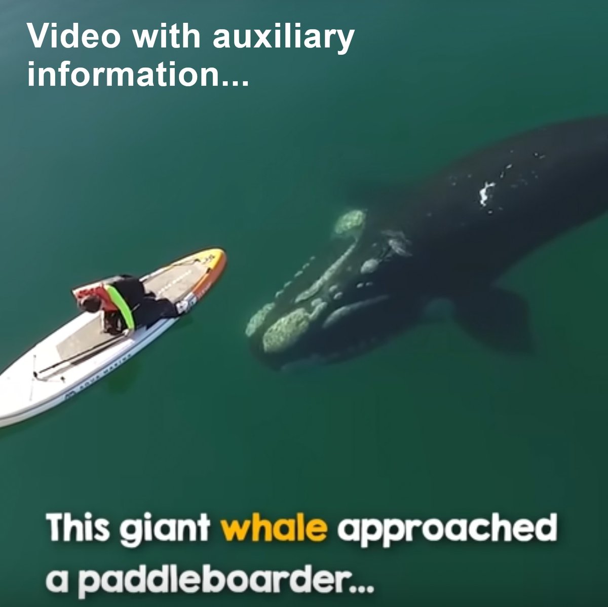 See what happens when this gentle giant approaches a paddle boarder. This is a video with auxiliary information at FreeSpeedReads.com/gentle-whale-a… (#whale, #rightWhale, #southernRightWhale, #paddleBoard, #paddleBoarder, #ocean, #video)