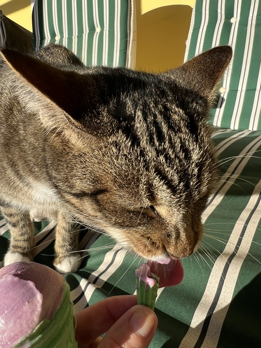 Sox tucks into his ice cream with brain freeze sprinkle topping 😹🥶 #sundayvibes #cats #CatsLover