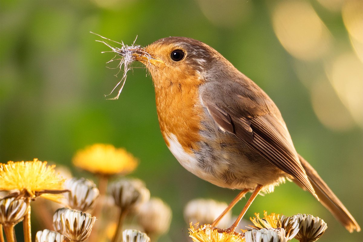 Robin, Sefton Park.