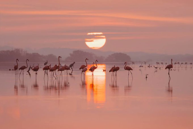 A fun, flamboyant story of flamingos, filled with feel-good vibes.  amazon.co.uk/Flamingos-Who-…… amazon.fr/Flamingos-Who-…… amazon.ca/Flamingos-Who-…… #sunsets #nature #birds #trails #TheFlamingosWhoPaintedTheSky #cbeebies #pixar #lovetoread #childrensbooksonmagic