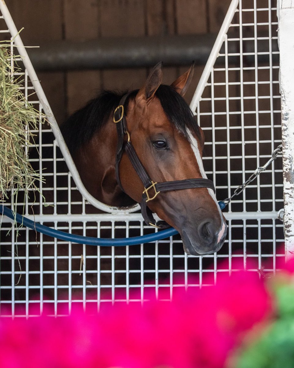 Mystik Dan and his #KyDerby roses 🌹