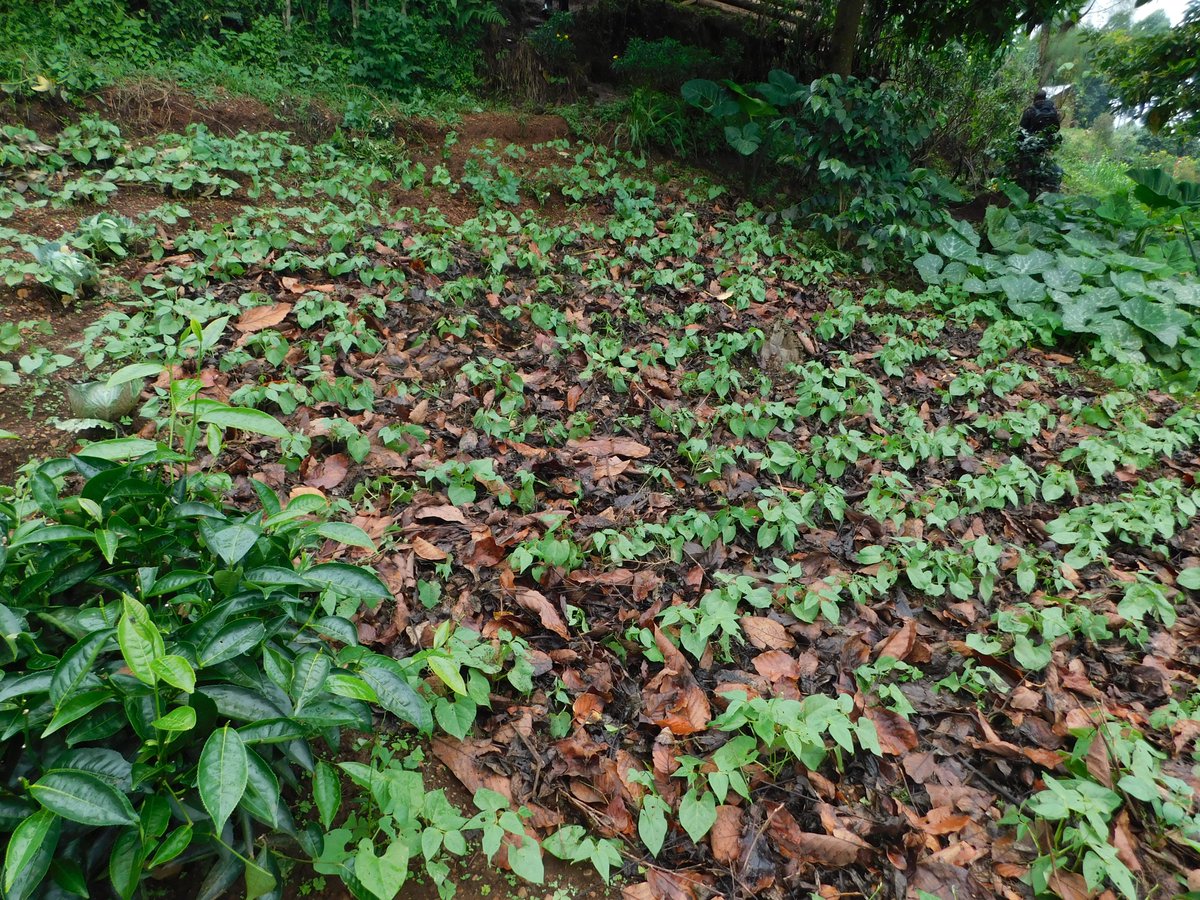 What is stopping you from practicing mulching???
#NOTE that mulches conserve soil water, suppress weeds, control soil erosion and make manure after decomposition. 

Comment, Like and Repost.
#FOLLOW_ME for All Farming News, Advice and Discussions.
#LetsFarmTogether