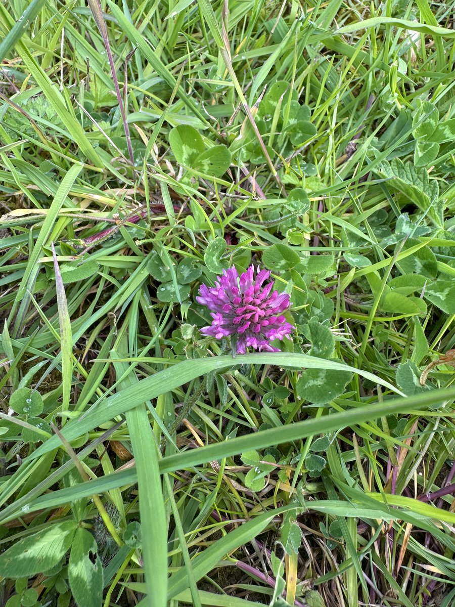 Finally, Pyramidal Orchids (Anacamptis pyramidalis) starting to pop up #orchids #pyramidalorchid #eastsussex #southdowns