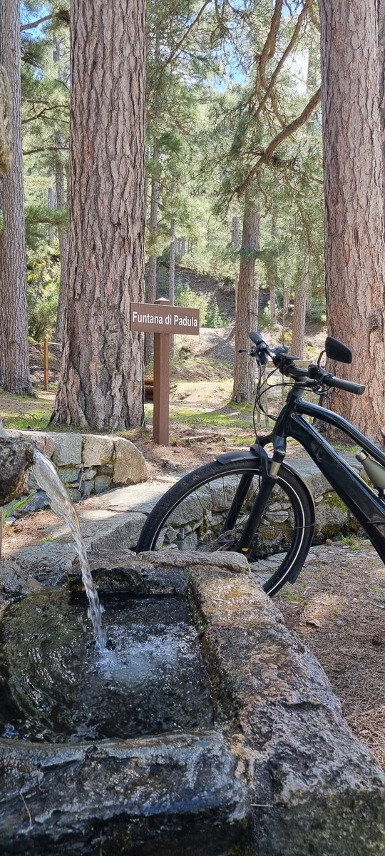 Forêt de Padula ct'aprem 🚴‍♂️ #chasseurdebeauté