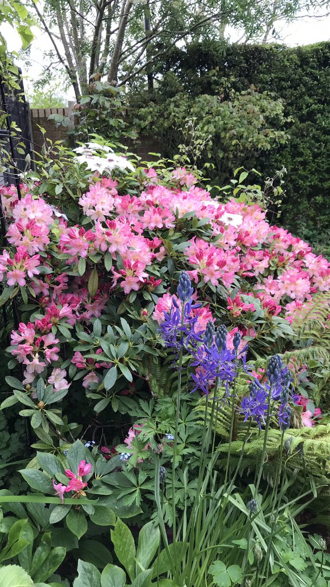 What a wonderful day it’s been in the garden today… Got loads of jobs done 🧑‍🌾🪴and the plants are all looking lush…. Now it’s time for a well earned cold one 🍺….. Have a lovely evening all…. HAPPY DAYS!!! 😊 #GardeningX  #MyGarden #FoodForTheSoul #GoodForThePlanet