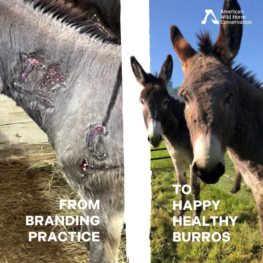 In 2021, AWHC came across four badly abused burros at a notorious slaughter auction in Oklahoma. We quickly paid the funds needed for their bail, initial vet care costs, and their transport to Montgomery Creek Ranch. Today, Jesse James and Butch Cassidy are thriving. #burrorescue