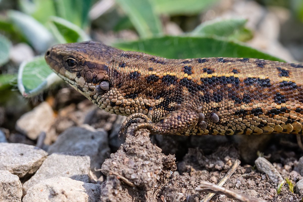 Šodien sastapu savu rekordistu - pļavas ķirzaka ar 11!!! ērcēm. Laikam laukos nespīd sagaidīt brīdi, kad nebūs ērces.