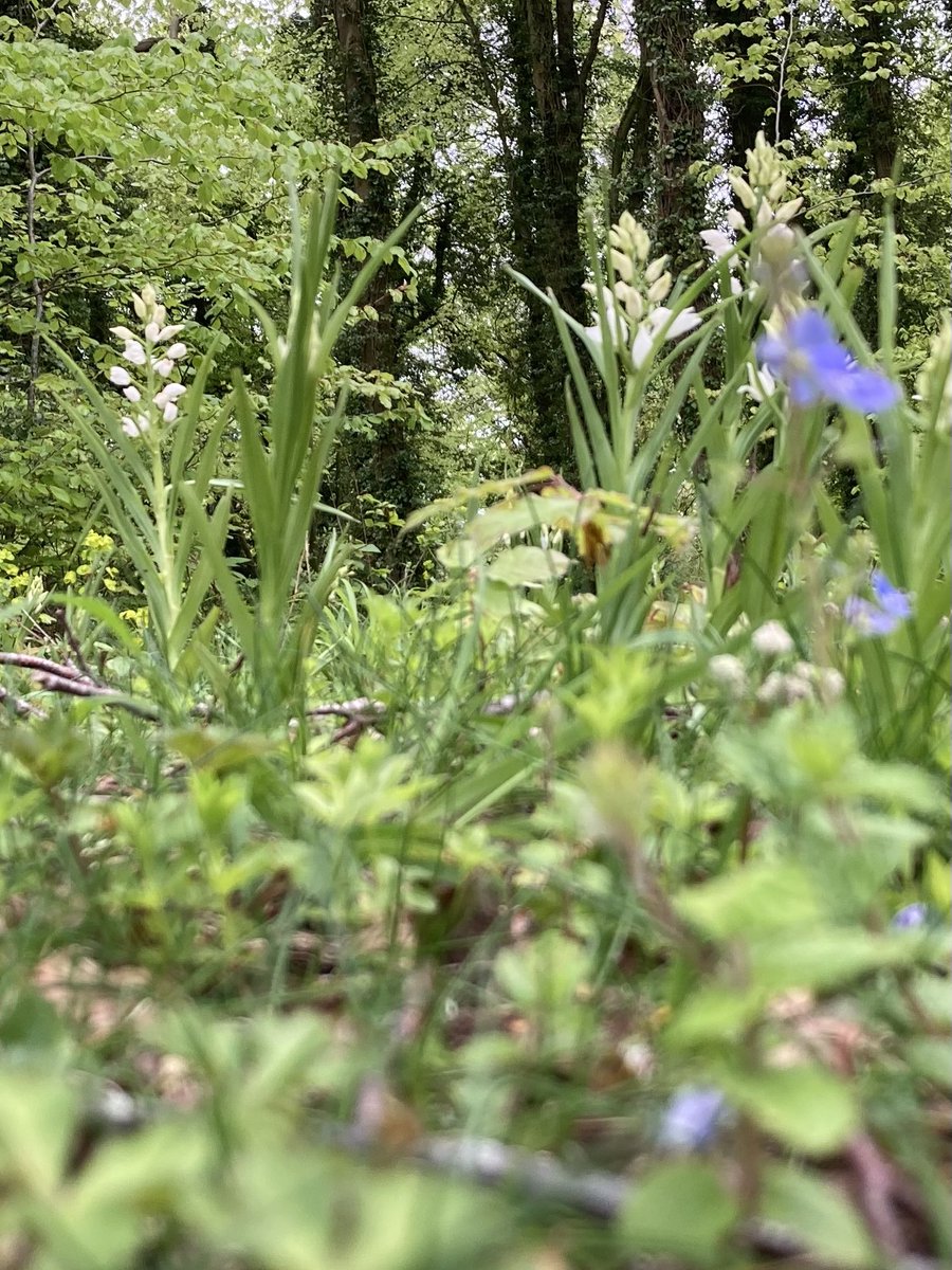 StevePa46290725's tweet photo. Sword-leaved Helleborine’s view of the wood, taken by my 11 year old son, on the first ‘Orkids’ trip of the year 😁 #orchid #orkids #helleborine https://t.co/deTb5SsVA9