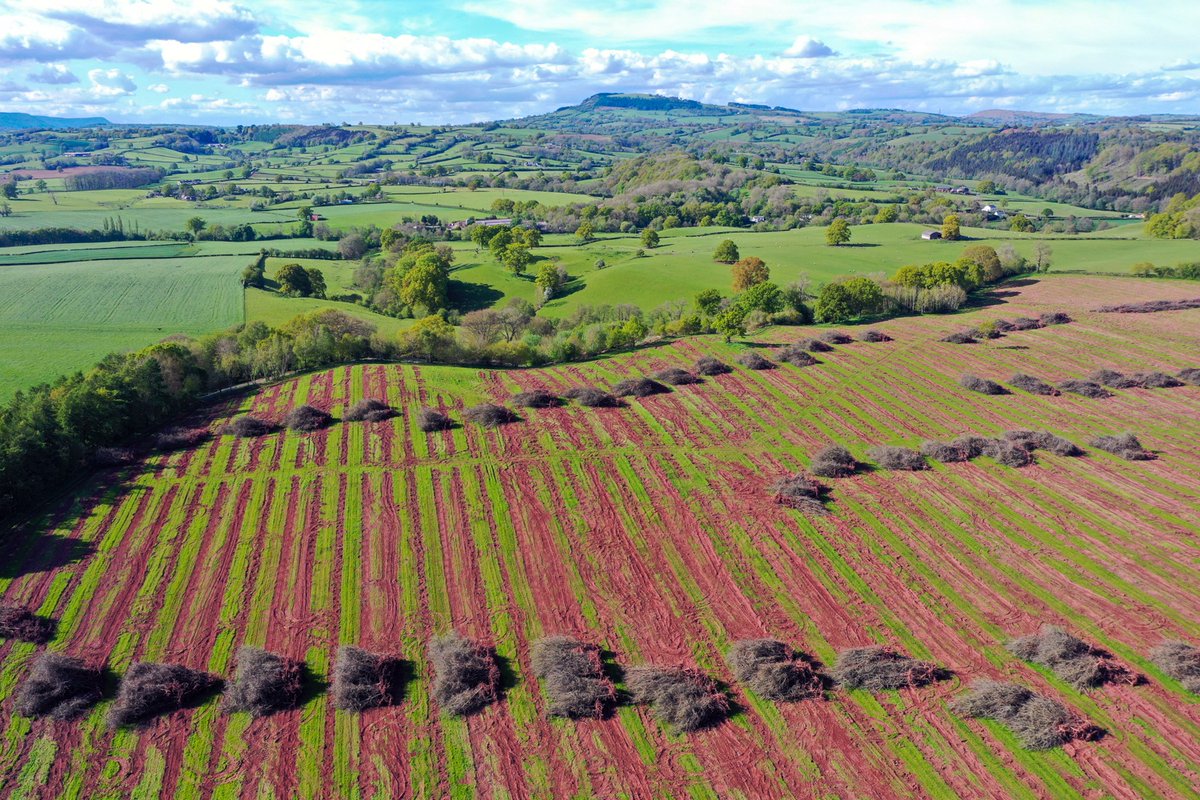 P E N R H O S O R C H A R D Bulmers, the UK's largest cider maker, which is now owned by Heineken uprooted thousands of trees on the Offa's Dyke path in Monmouthshire due to decline in demand for its drinks. #monmouthshire #orchard