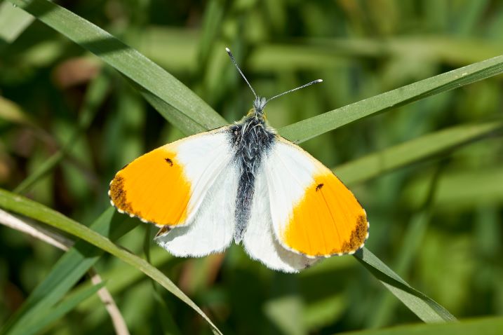 ✨ What's on this week ✨
Bank Holiday Monday, join John to chat about filming wildlife
Tuesday meet our moths at Welcome desk
Wednesday's guides are James and Chris
Thursday's guide is Tony
Friday's guide is Karen
Saturday Optics Demo Day with Sam
Sunday's guide is Jane