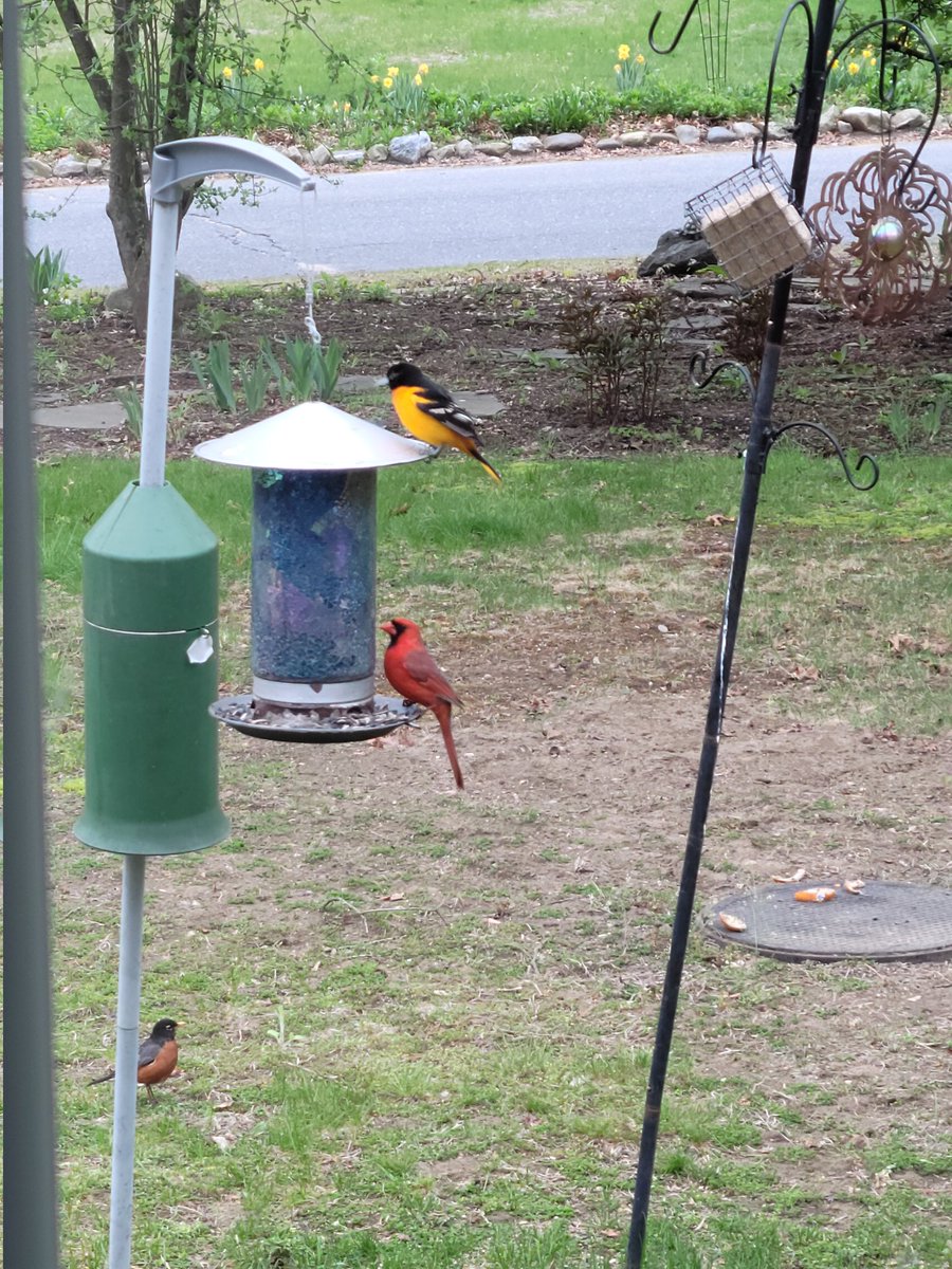 #backyardbirds #birdwatching #birds #birdnerd 
A shy Rose-breasted Grosbeak, an intimidating (lol) Catbird, an Oriole & Cardinal 😊