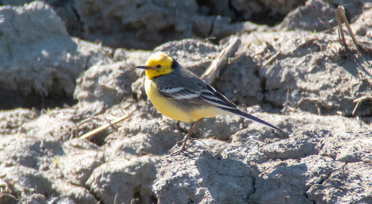 HelsinkiBirder tweet picture