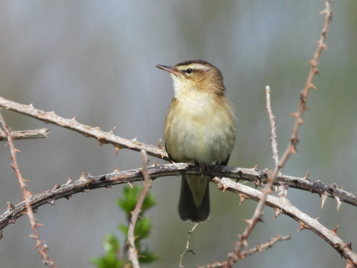 RSPB Dungeness today.