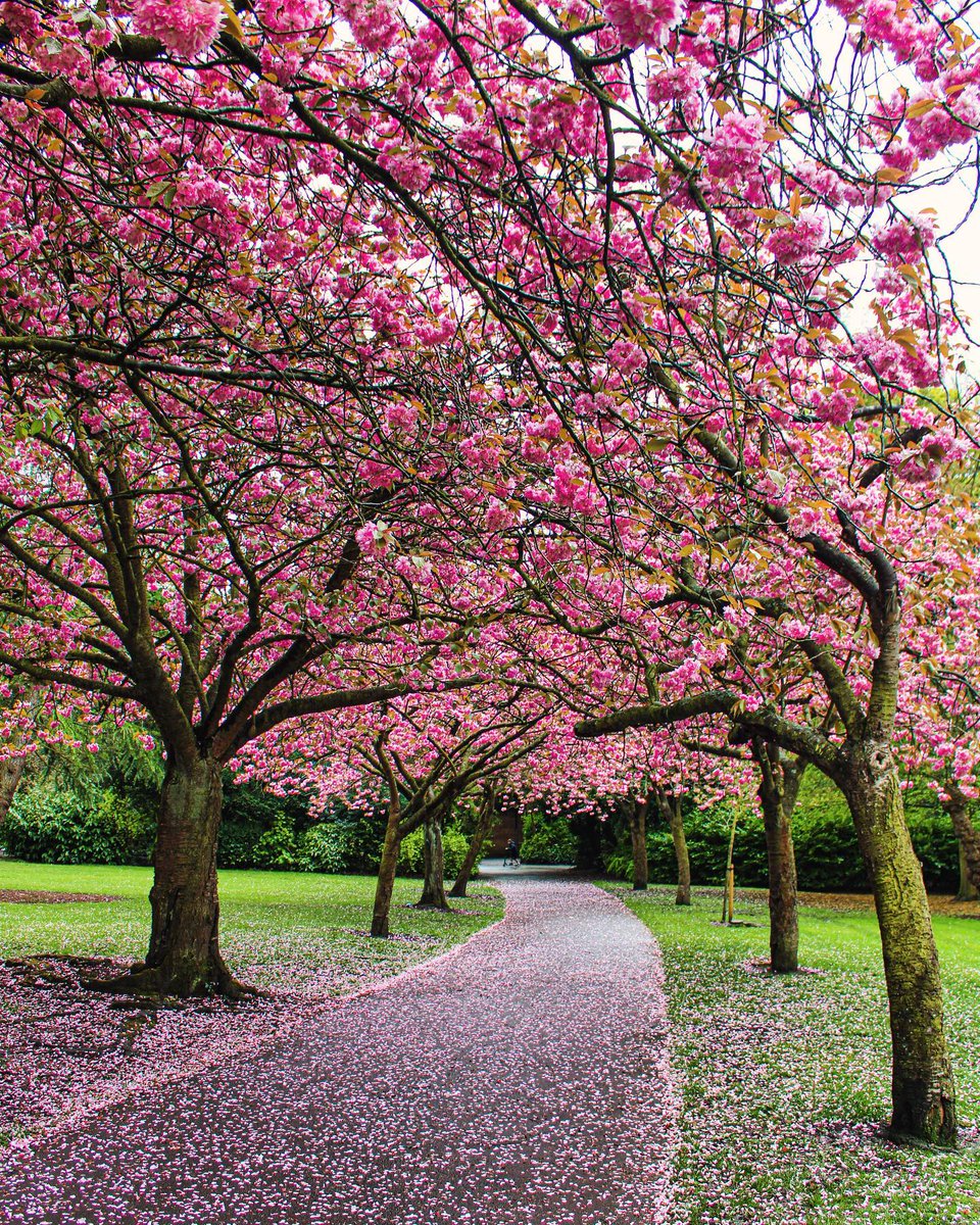 The petals may be falling, but it's been one glorious blossom season.

From your garden or down the street, share your favourite spring photos with us.

Photo: Lauren in Gateshead #BlossomWatch