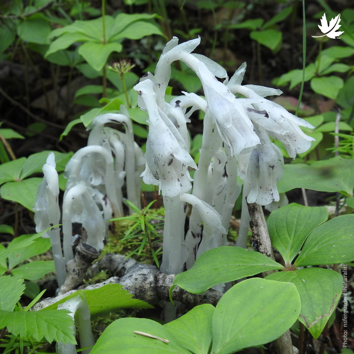 #DYK: The ghost pipe, also called the ghost plant or corpse plant, is a perennial wildflower that gets its name from its shape and its pure, pale white colour. Unlike most other plants, this species does not produce chlorophyll, as a result, it is completely white!