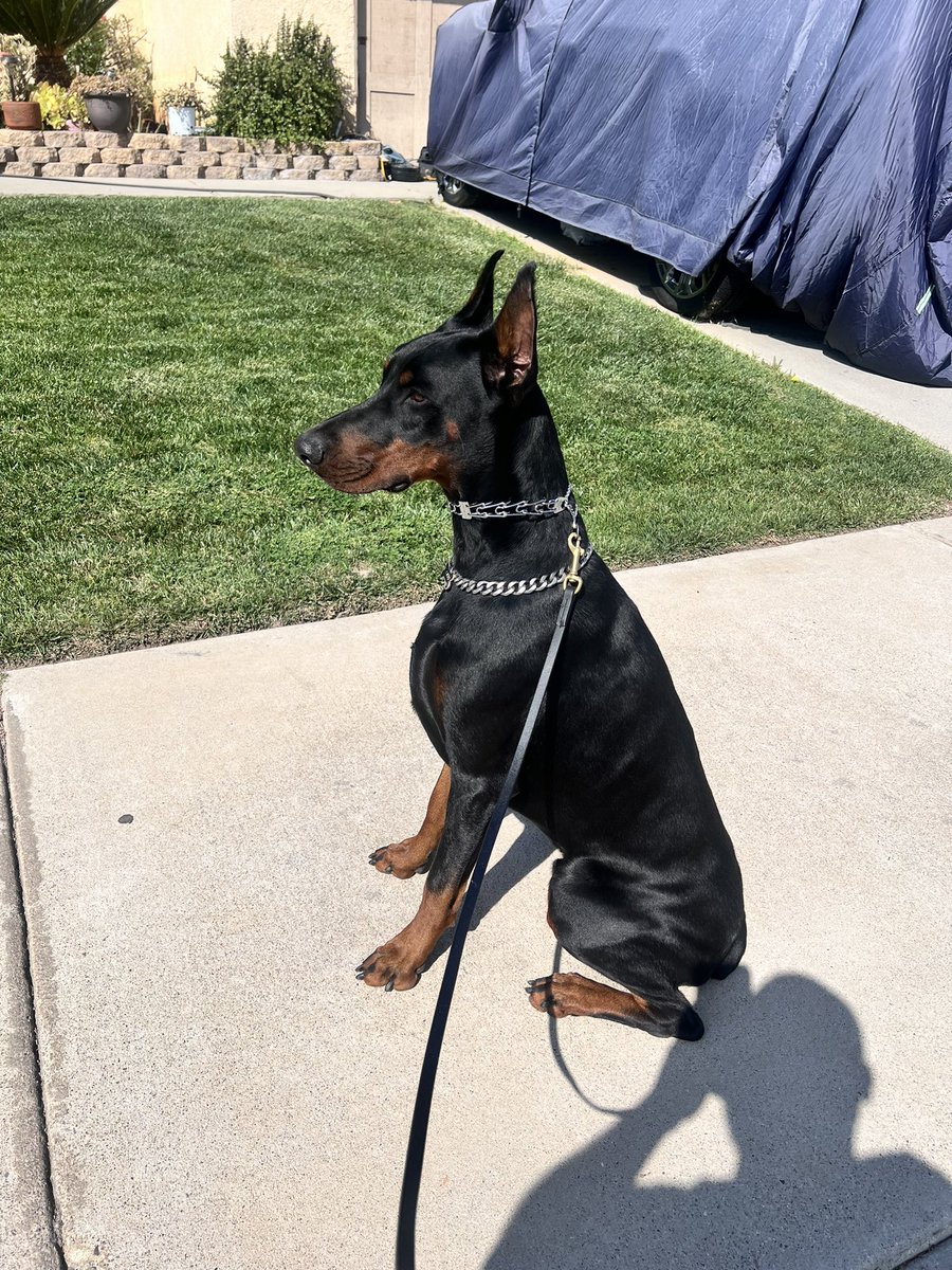 Always a good walk with this guy. 
#tacos &amp; #doberman