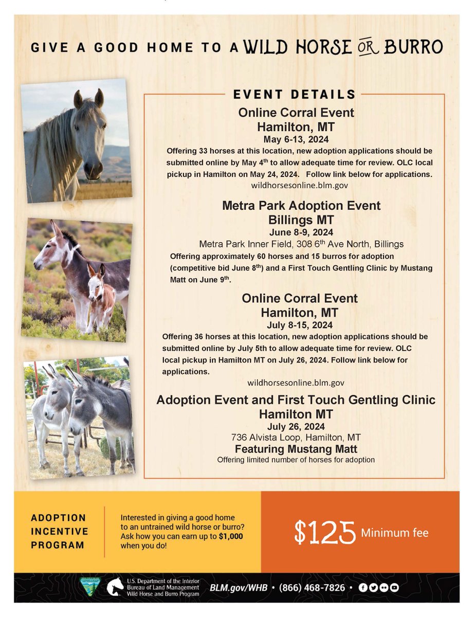 🐴 Want to give a good home to a wild horse or burro? Help spread the word about the 4️⃣ upcoming adoption events in Montana, including an online Corral Event offering 3️⃣3️⃣ horses with pick-up in Hamilton, Montana, from May 6-13, 2024. Find more info 👉ow.ly/3k6T50RvTLv