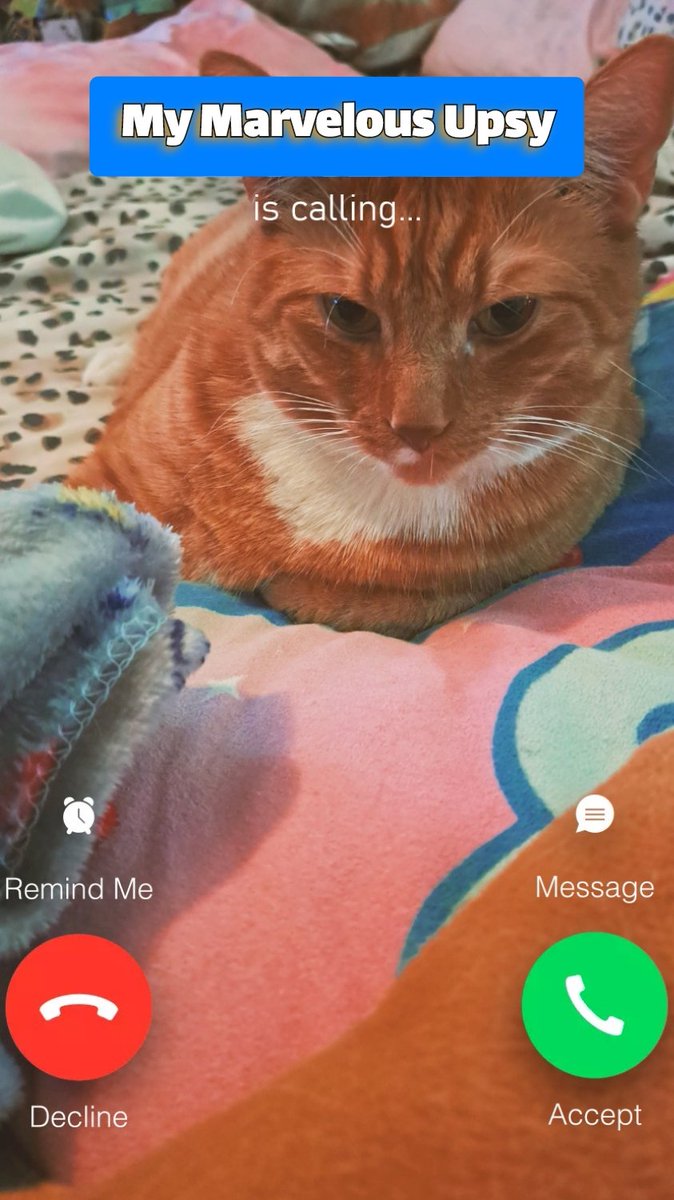 📞🐈 ANSWER MY CALL MEOW PLEASE!!!! JUST CLICK FOLLOW!!!! THANK YOU!!! #gingercat #CatCall #cutestcat #CatsOfTwitter #CatsOfX #pets #catoftheday #followme 
💙😺👇
#MyMarvelousUpsy
