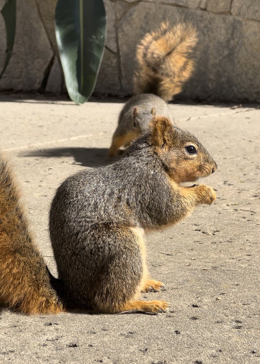 Trouble at Sunday brunch #squirrelcafe ☕️🐿️ #squirrels #squirrelscrolling