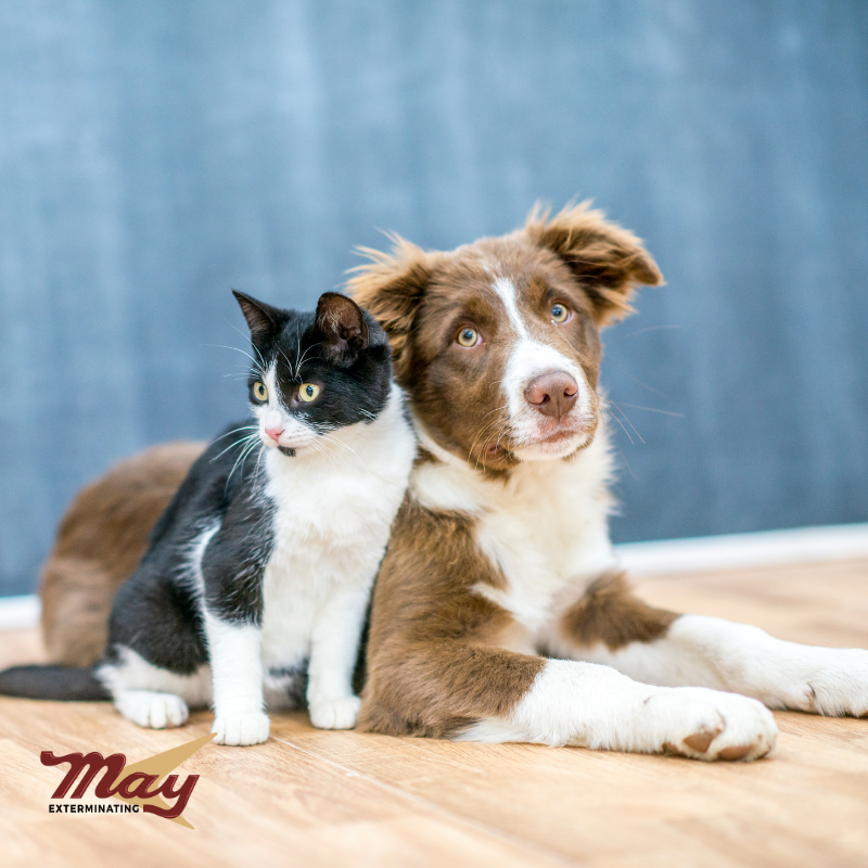 Your furry friends hate bugs, too! Show them some extra love by safeguarding them from pests.

#NationalPetWeek #pestcontrol #furbabies