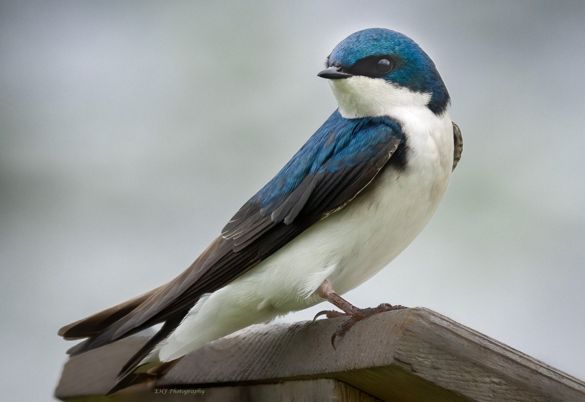 Tree swallow brought a smile to my face...hope it does the same for you!

#swallows #birdphotography #birdwatching #birds #BirdsOfTwitter #wildlifephotography #NatureBeauty #NaturePhotography #TwitterNaturePhotography #naturelover #nature #TwitterNatureCommunity