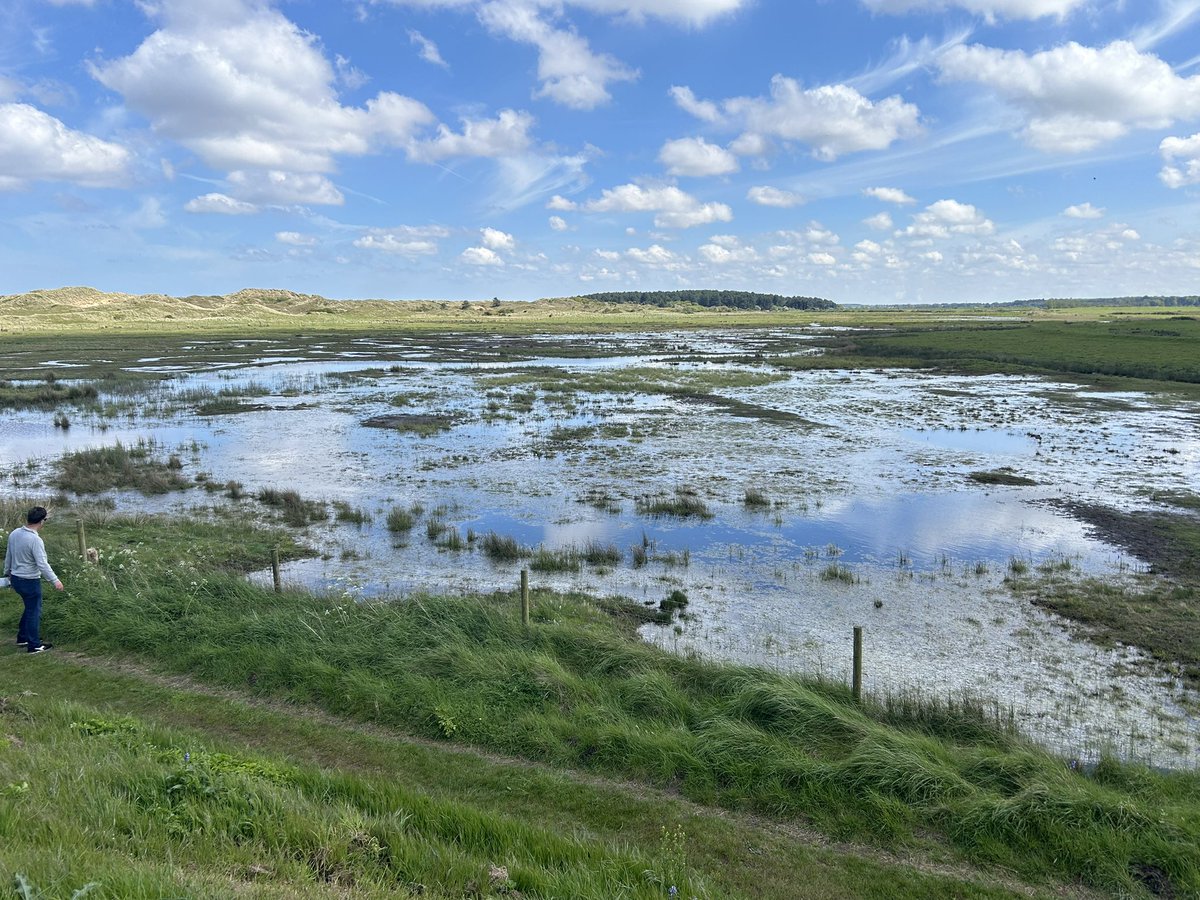 After a week of peaceful Redshank surveying, the Bank Holiday arrives. Dogs everywhere & we now understand a bit more about breeding distribution! Even this excellent grazing marsh at Burnham Overy, with Lapwing chicks & Wood Sandps, has a scratty little dog running around 😫