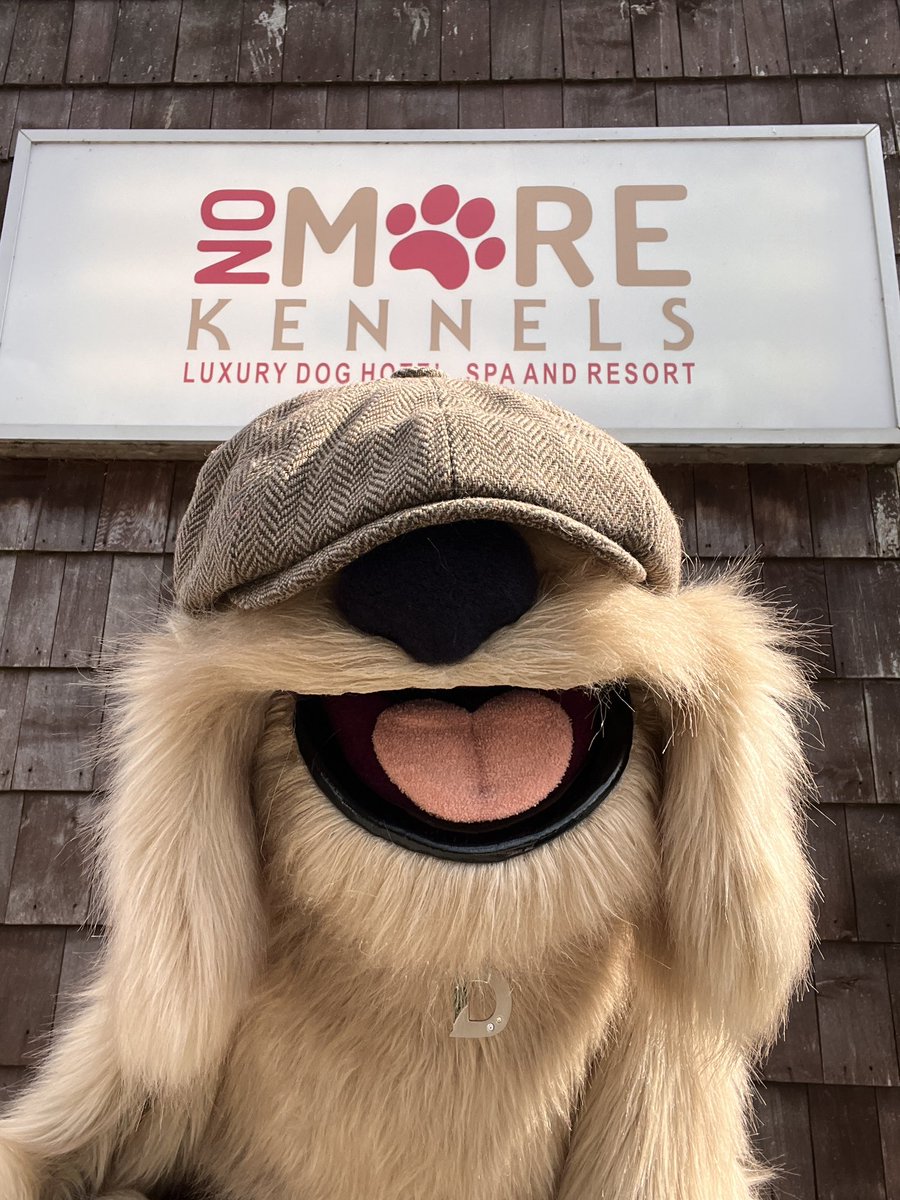 Daft Dog is a fan of @NoMoreKennels #dog #dogsofinstagram #daft
