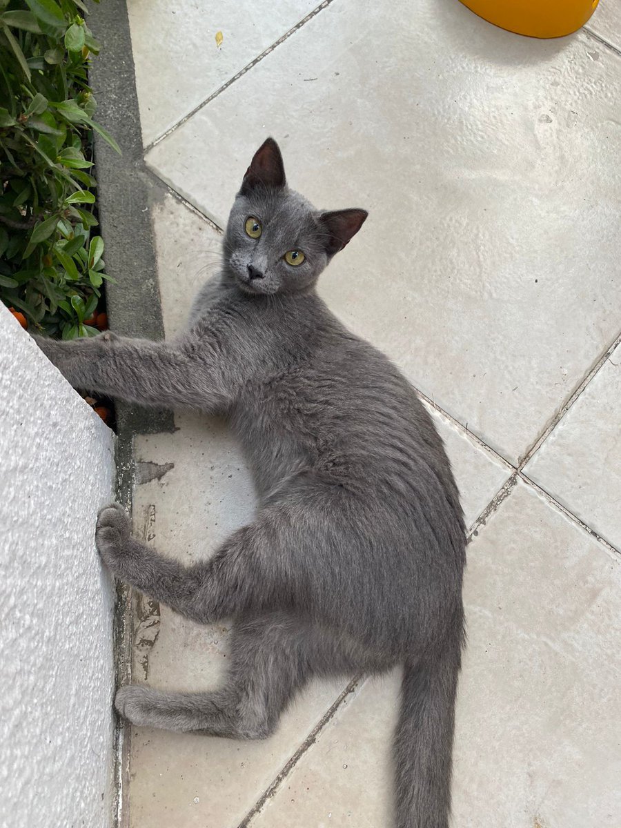 Nos reportan gatito perdido sector <a href="/TerranostraViaC/">TerranostraViaLaCosta</a> dale #RT para que encuentre a su familia #Vialacosta #E40 <a href="/yoamoanimales/">Yo Amo Animales</a>