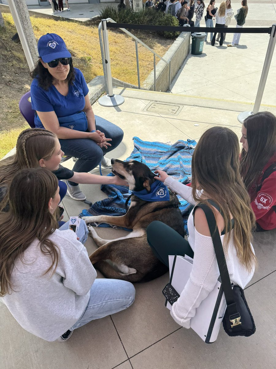 Therapy Dogs 🐶 🐩 🐕 Happy exam season Lancers 📝 Do your best and Goodluck!!💜📚📝🌟🐶#ProudToBeCUSD #KindnessMatters #CUSDLearns