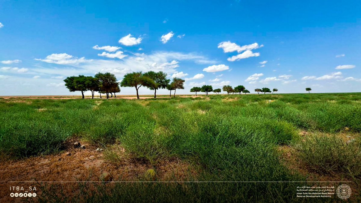 هيئة تطوير محمية الإمام تركي بن عبدالله الملكية on X: "بين جمال النباتات، وظلال الأشجار، تجسّد طبيعة #محمية_الإمام_تركي_بن_عبدالله_الملكية مناظر خلّابة ورائعة. https://t.co/mcPNBlnirh" / X