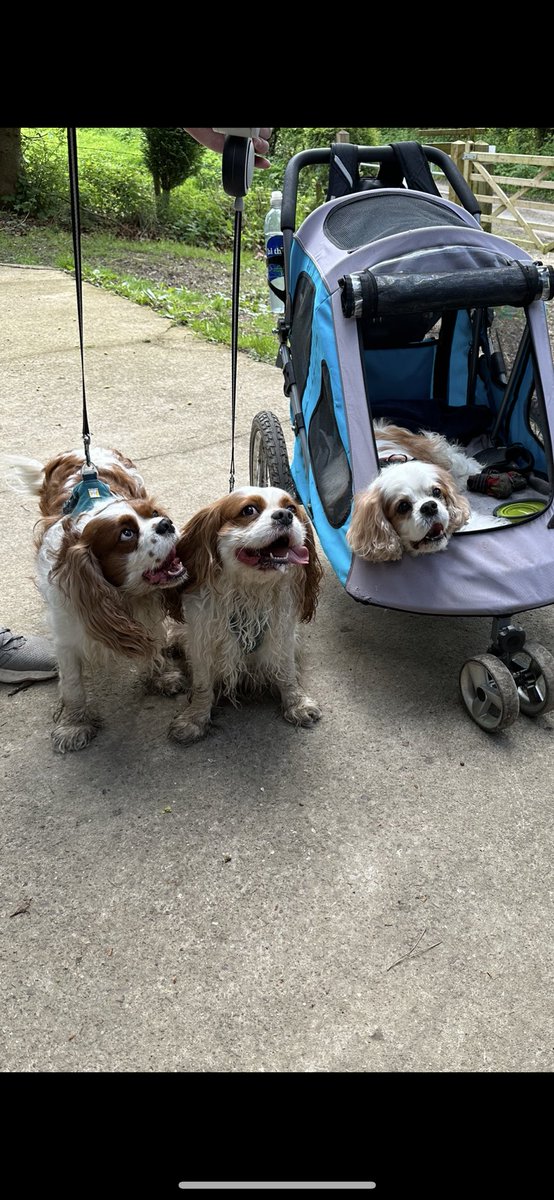 Had a fab day out with my pals Alfie and Archie @Archie_AlfieCav 🥰 Long walk, picnic, ice cream and A&A’s first bench #plonk 🤣