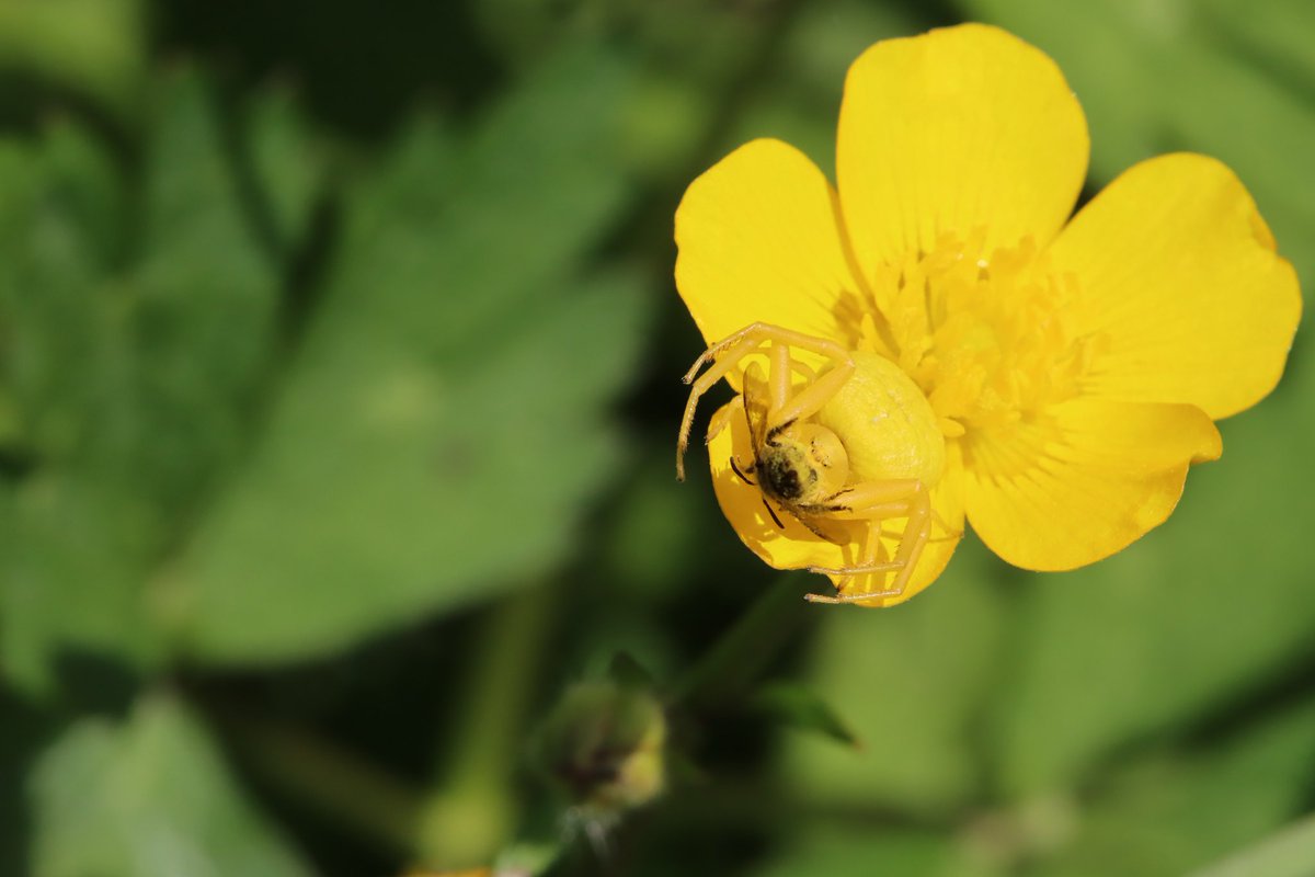 Flower Spider (Misumena vatia) with its quarry in #kilnfield #Tenterden @BritishSpiders @KentWildlife