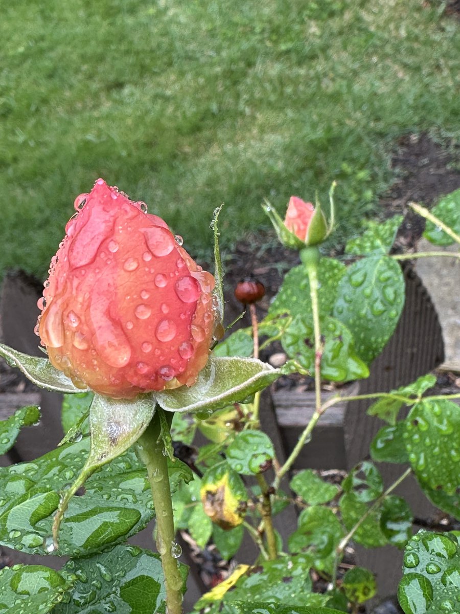 ❣️ I love spring time 'Raindrops on roses' in our garden Like in the song!