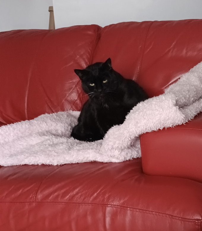 Pollys owner sadly passed away. She’s looking for a new home, can you please share her appeal? For any info, please email us on h2rscotland@yahoo.co.uk it’s always so hard to find black cats a home, but with your help, we can! 🐈‍⬛