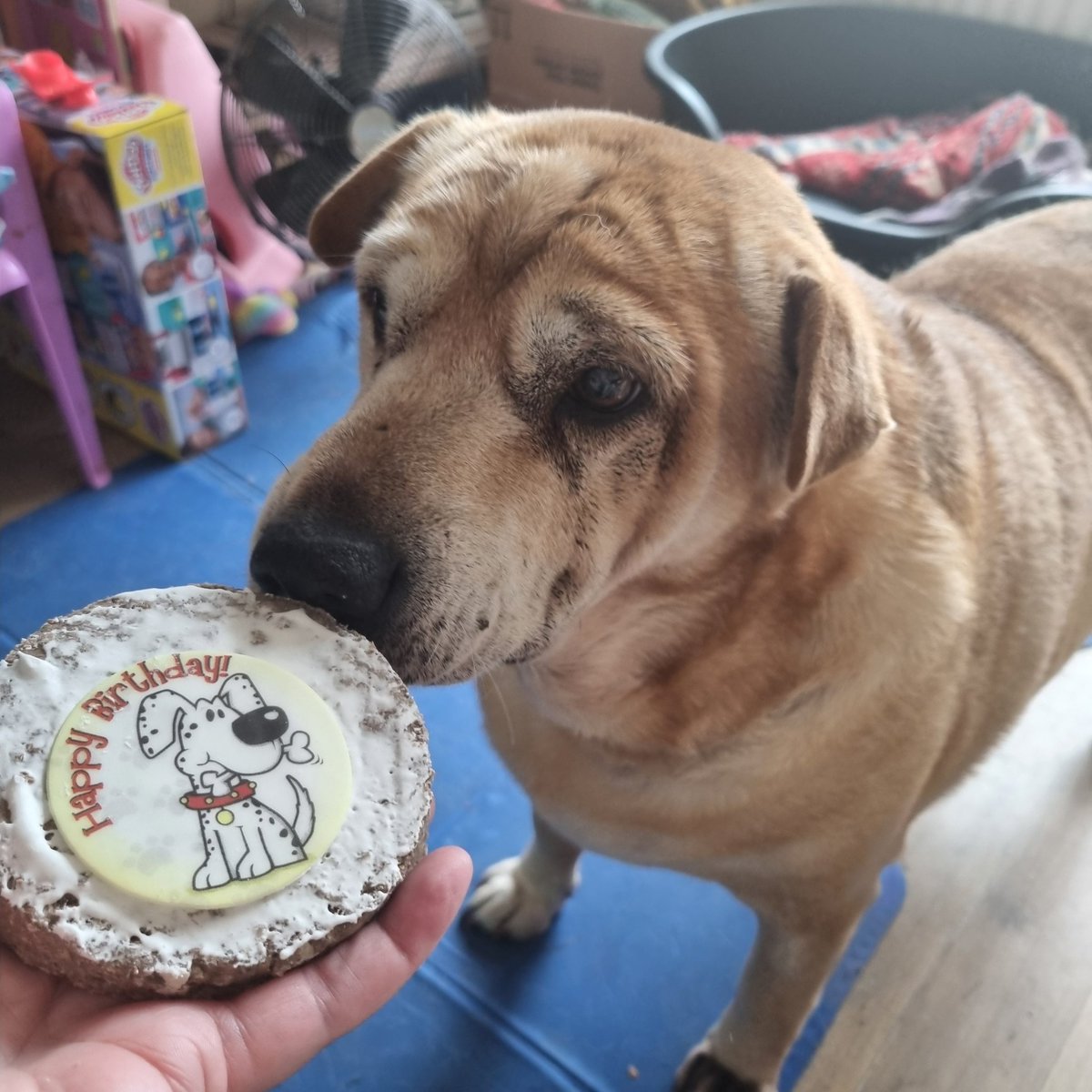 Hope you all habing a great day, I am, dis be de day we celebrate my birthday!! I was adopted from Romania so no one knows my real birthday or age but hoomum goes by de date on me passport and we celebrate at end of March for me gotcha day den again today fir me birthday!!