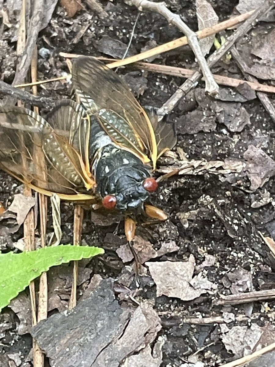 Falling out of trees everywhere this morning. Cool hike!
#cicada #cicadas #staywild #2bwild #lifeisgood