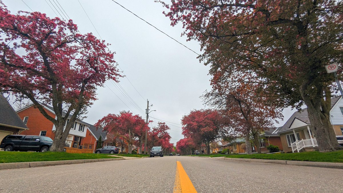 The annual Glendale Road cherry blossom bloom is happening right now. The short Kitchener street is lined with mature trees covered in beautiful pink flowers. It's a popular spot for photo ops and Instagram posts. #kwawesome