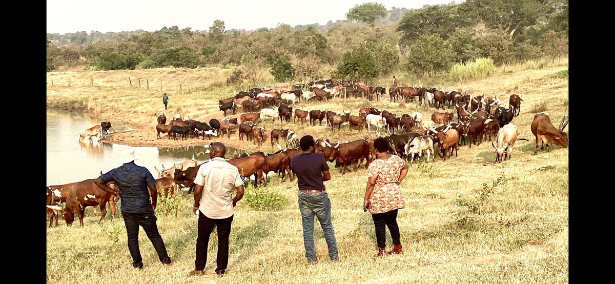 The Cow parade :
“Watatu watatu,kwa mwendo ya ngombe, …😍
Anyway ,my people in the North &East ,you have land ,make livestock one of your investment choices: investment mix in every home is strongly advised. 
Have a blessed week. 
⁦@FrankTumwebazek⁩ ⁦@OWC_ug⁩ 
Cheers