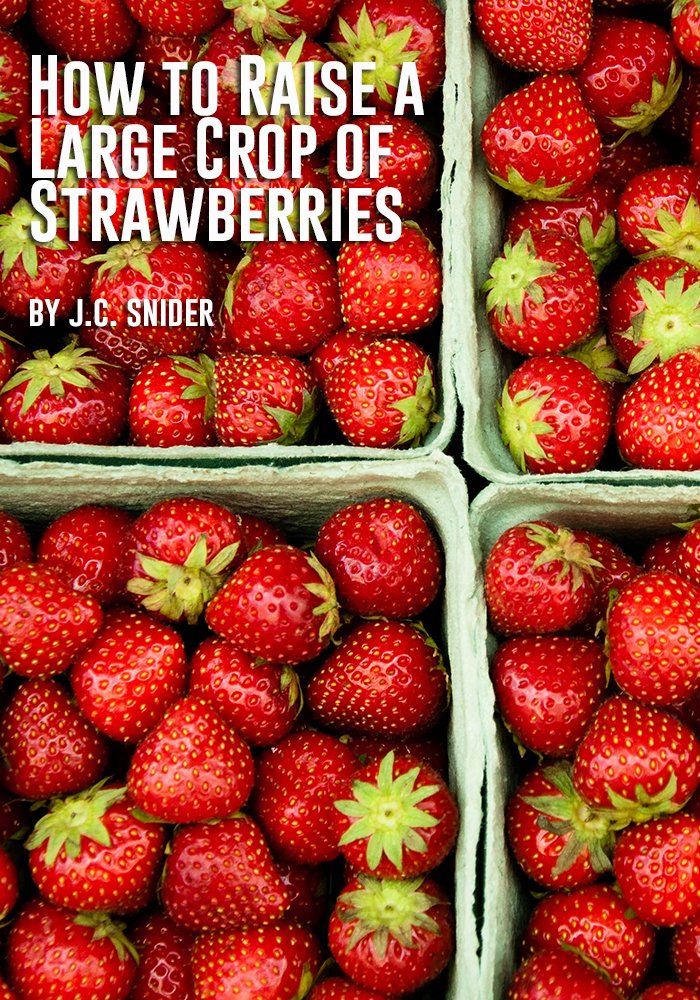 MORE DEALS – ALL CATEGORIES: May 6, 2024  99¢ – How to Raise a Large Crop of Strawberries👇🌺

tinyurl.com/2ta3r9y9
Kindle Edition, No subscription needed
💃🕺🕍🌯🌮🌺
#aff #cathyslink #dailydealbusters #DailyDeals #strawberries #everythigngstrawberries