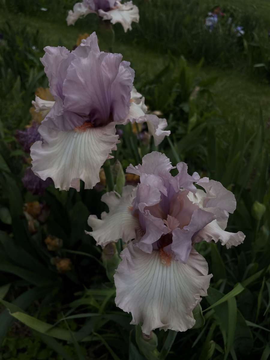 spent my saturday surrounded by the most awe inspiring irises