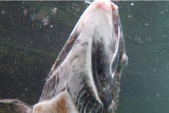 Help Wanted: Any marine biologists out there who know what types of jellyfish, medusa & microjellies these UFOs are lurking inside salmon farms in Scotland?