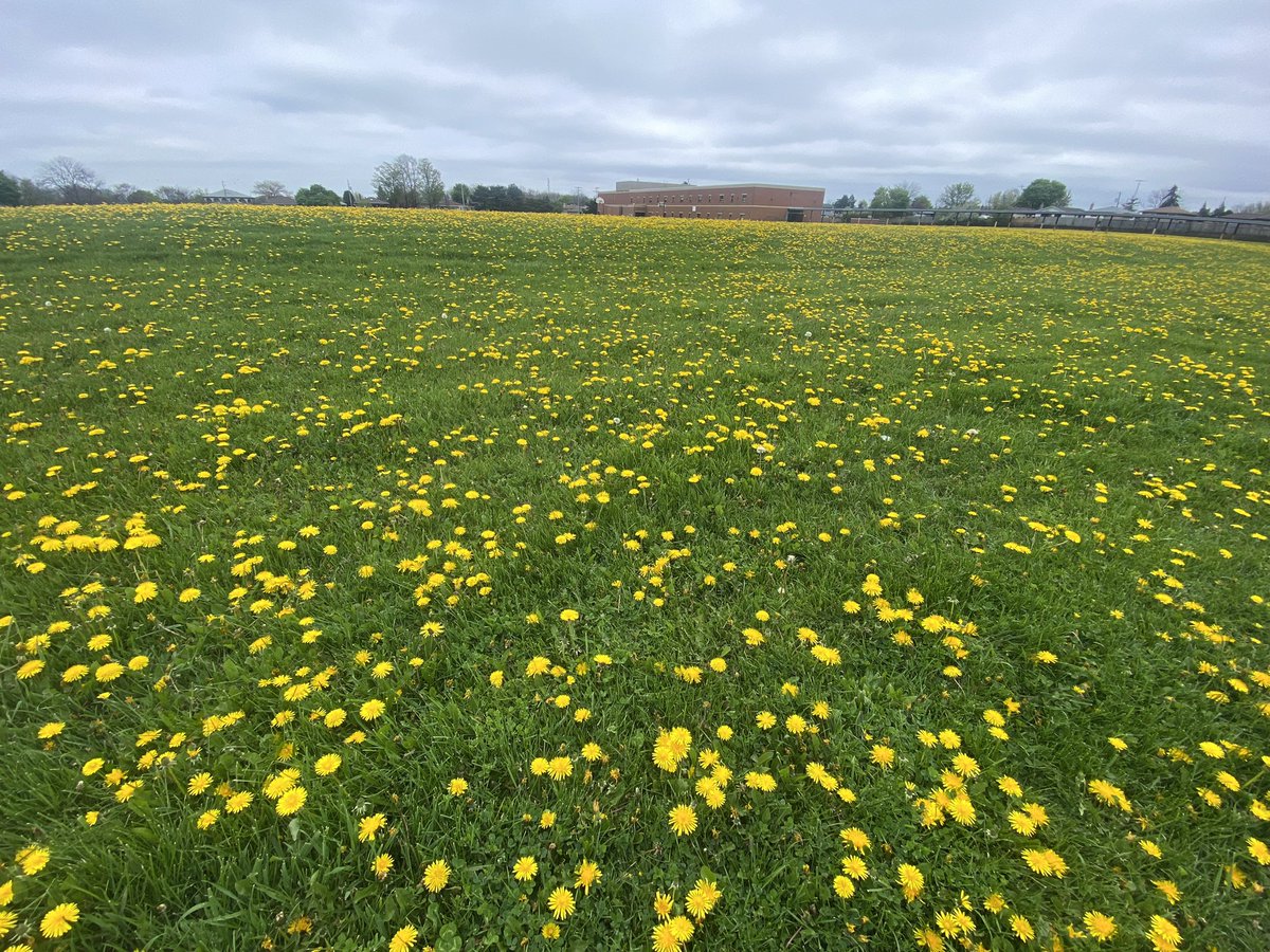 The dandelions are winning at the local school which means the bees are also winning. 🐝