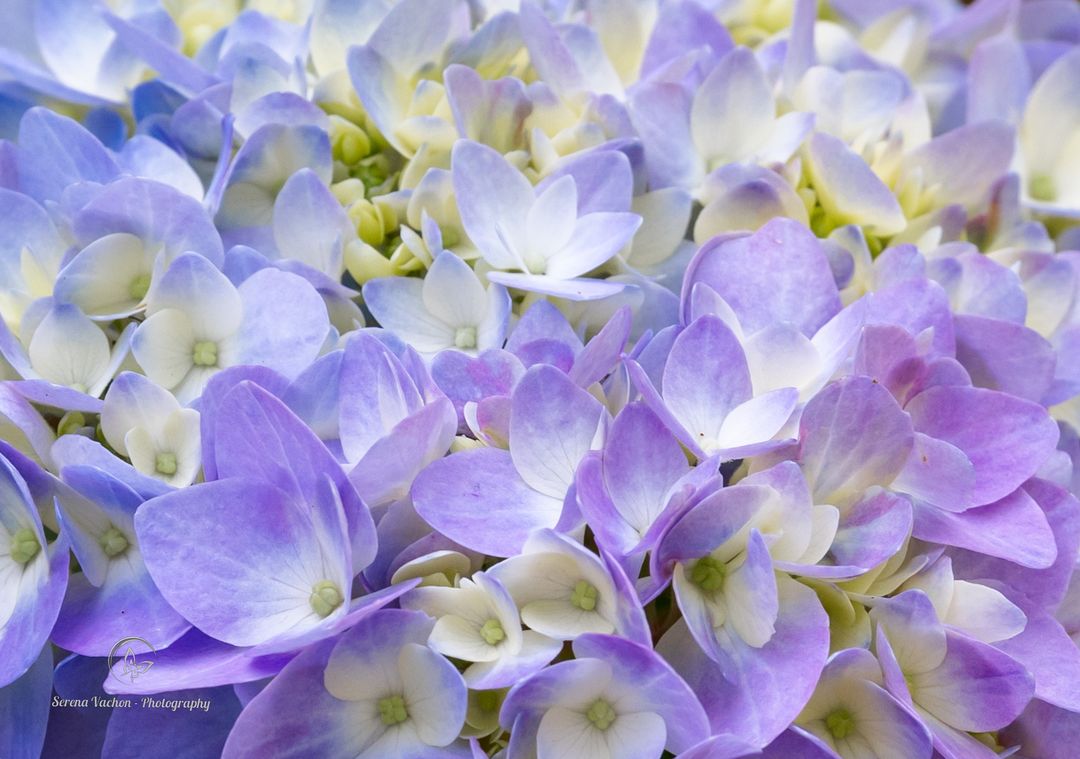 Hydrangea in purple and blue #flowers #flowerphotography #gardenflowers