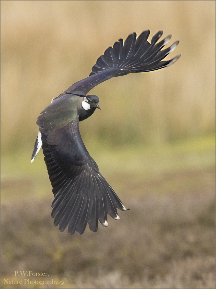 Lapwing from Commondale been very acrobatic 
@teesbirds1 @WhitbyNats @clevelandbirds @teeswildlife @DurhamBirdClub @TeesmouthNNR @RSPBSaltholme @YWT_North @YorksWildlife @NTBirdClub @WildlifeMag @ShorebirdsDay @WaderStudy @ForWaders @NTBirdClub