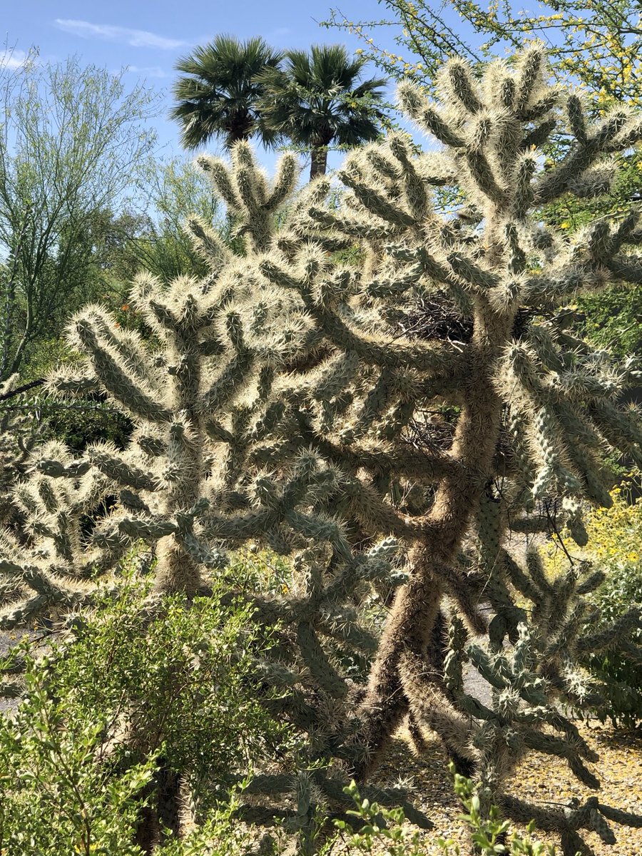 Cholla with nest.