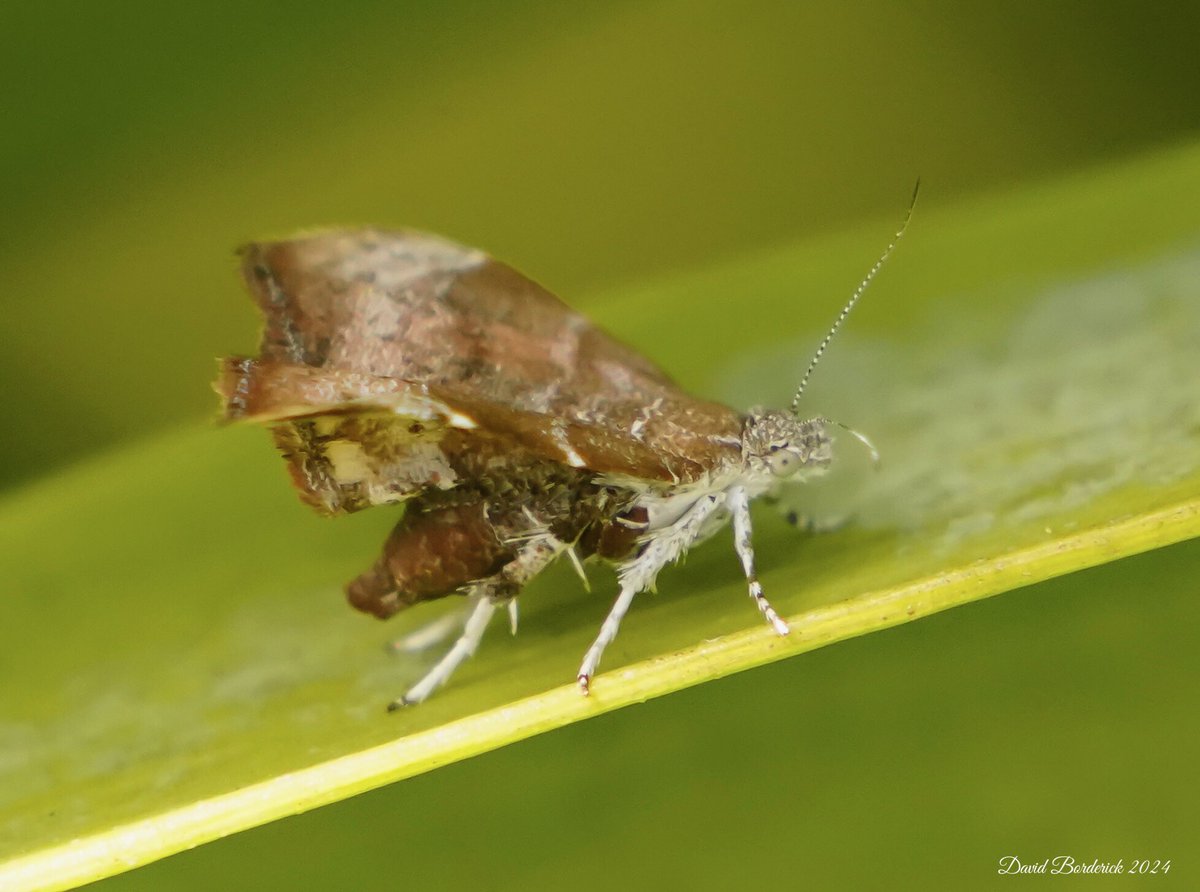 Fig-tree Skeletonizer Moth otherwise known as Fig Leaf Roller Moth (Choreutis nemorana) in our #kessingland garden this afternoon. @LowestoftLizard @MOTHIDUK @BC_Suffolk @savebutterflies