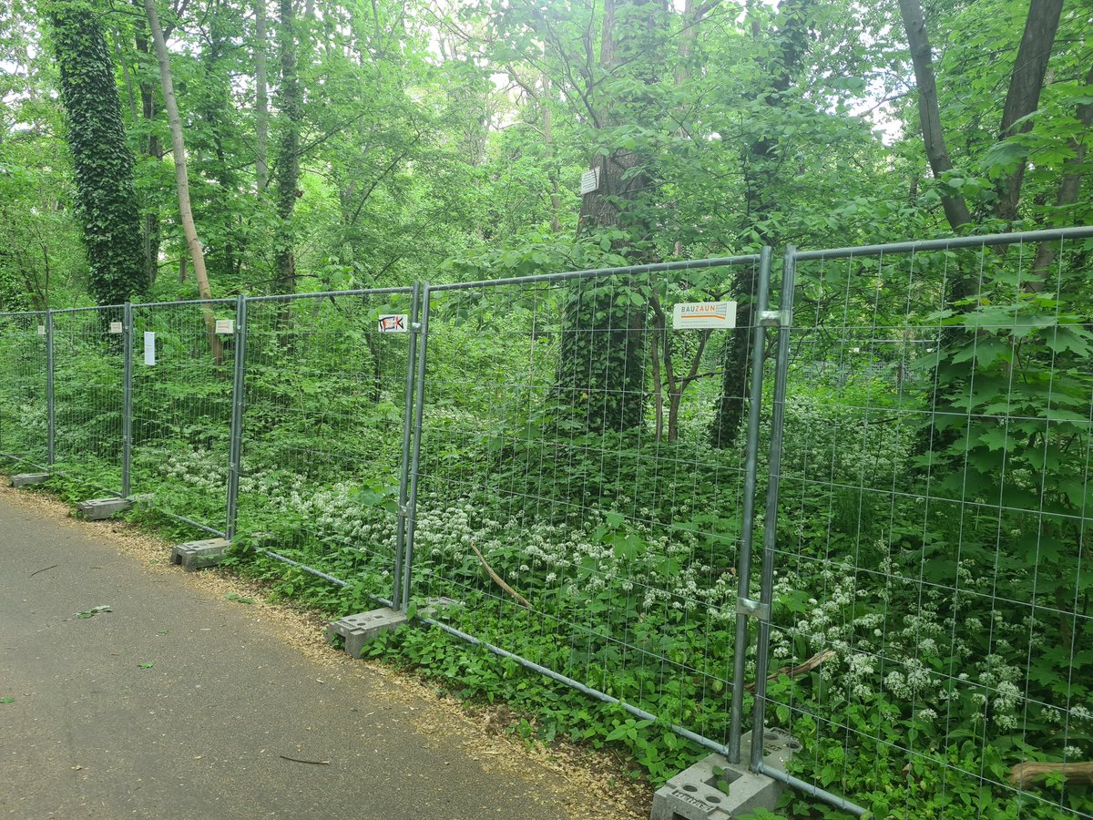 Protection of wild #garlic (Allium ursinum) in the city of #Berlin. People are over-harvesting this #plant for its taste and for medical purpose. Sad enough: No plant would be left without these fences.
