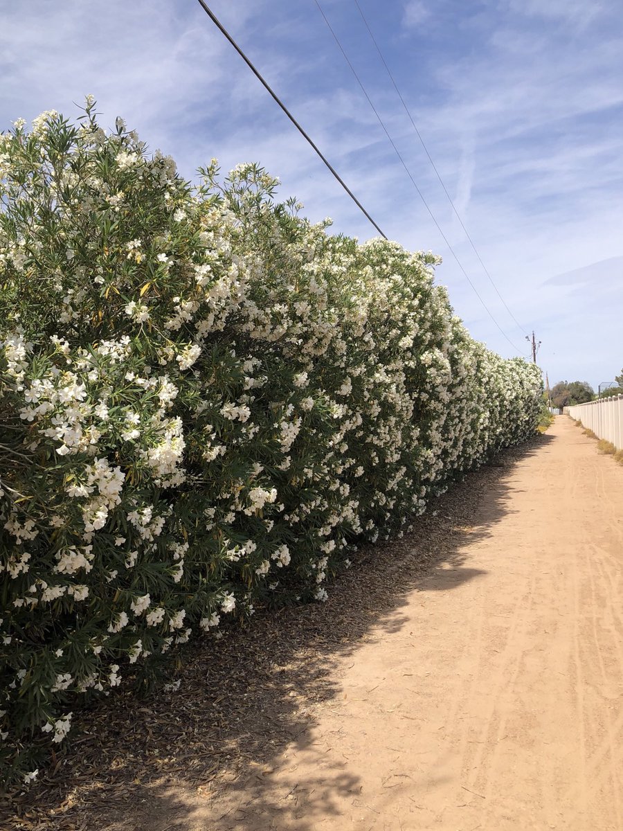 Oleander hedge🤍